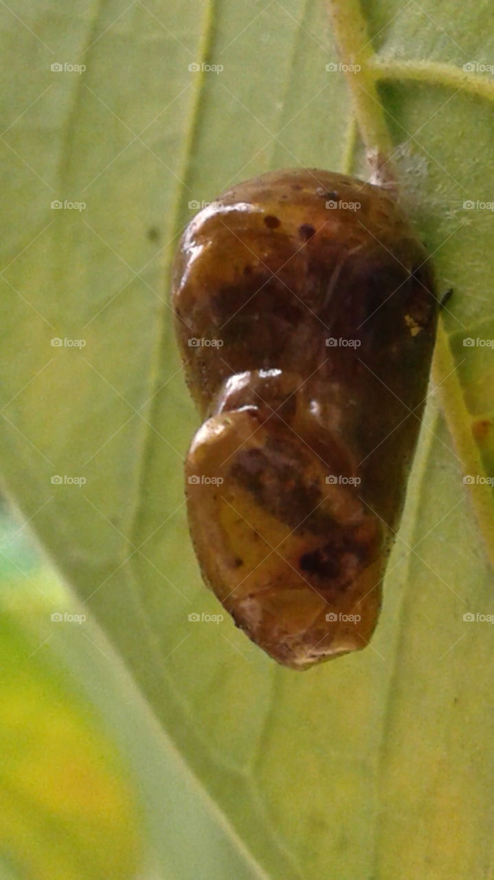 beauty of natures creation