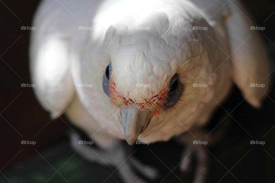 A little corella, completely hogging the picture, strutting around like a superstar in the bird world.