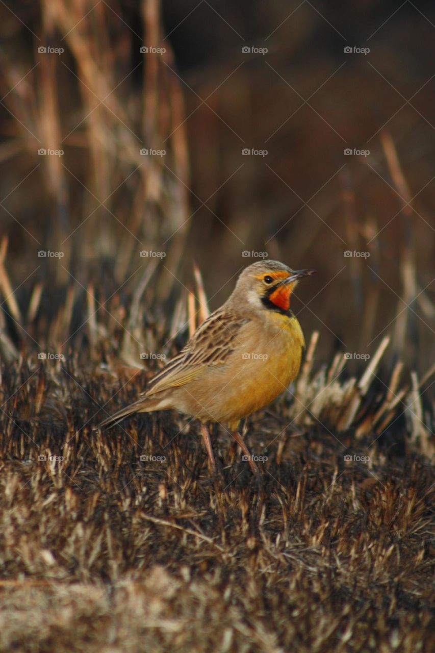 Orange throated langclaw