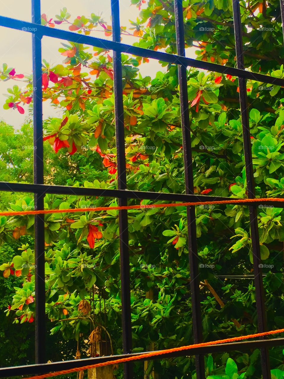 Leaves looking very beautiful. Shot when raining outside..