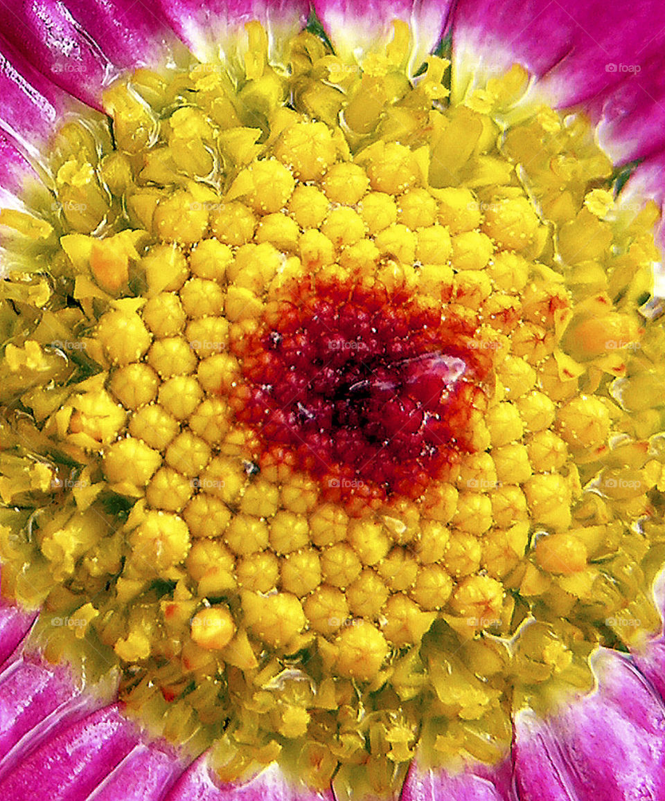 flower macro photography summer by probie15