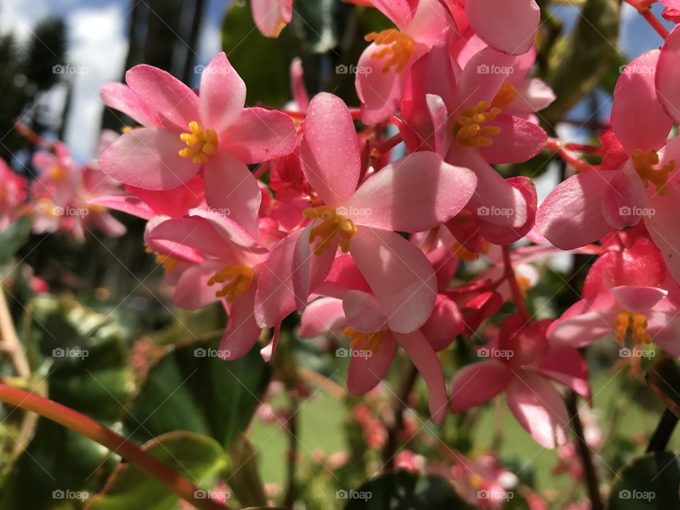 Asian Flower pink 