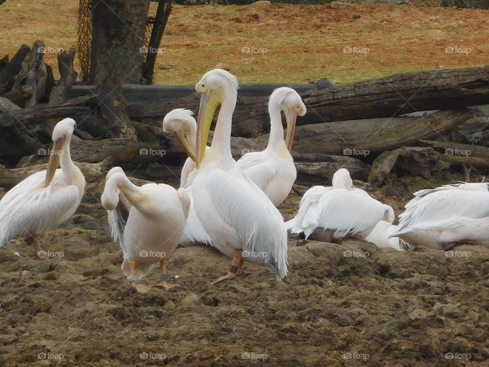 White pelicans