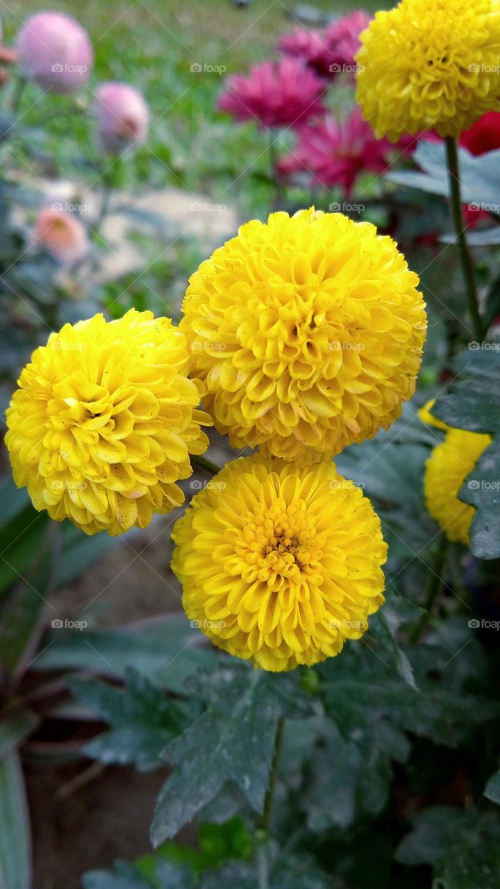 Love is like a flower and friendship is like a sheltering tree. - Samuel Taylor Coleridge