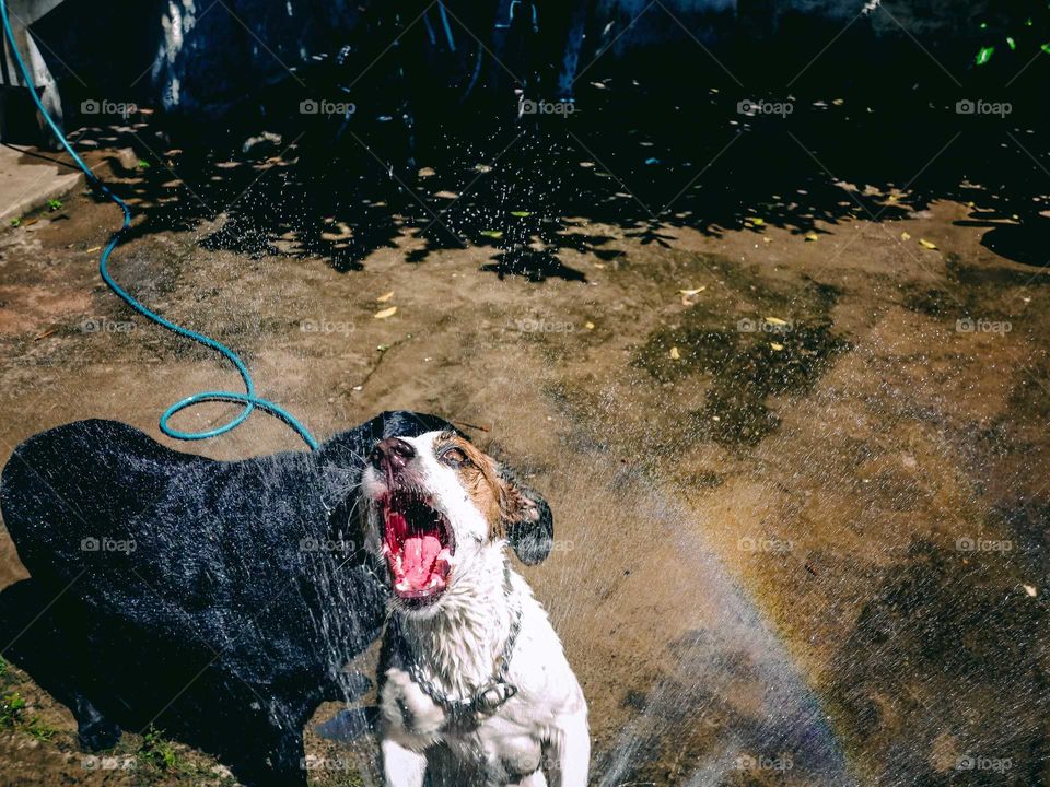 Two Dogs playing with water, biting a rainbow coming out of a hose. One Stray dog and one black Labrator dog.