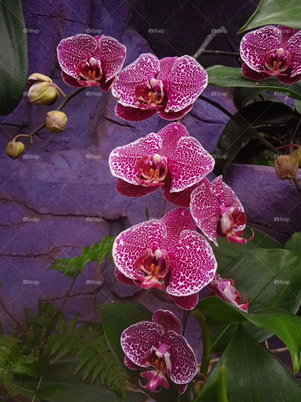 Orchid plant.