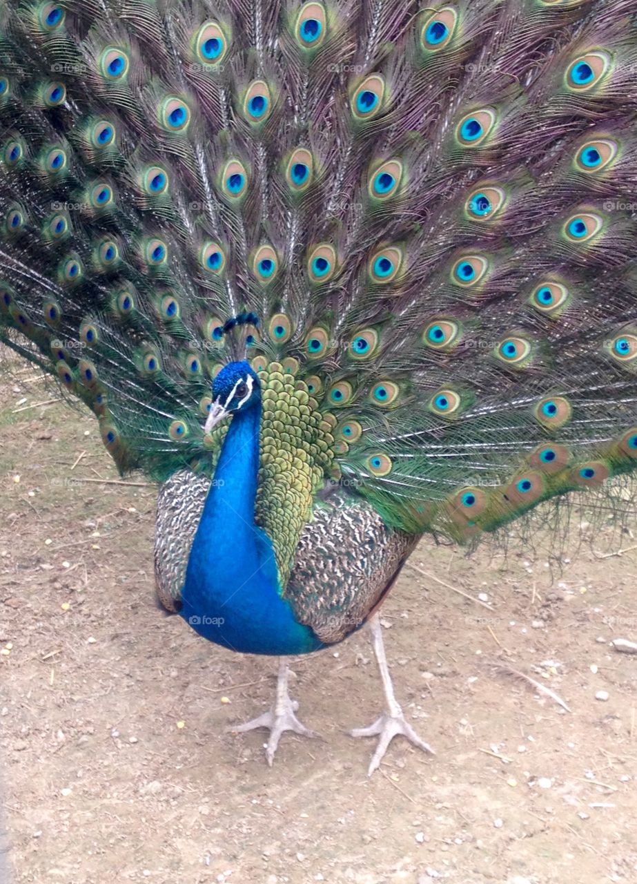 Peacock 