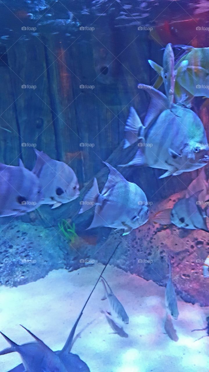 School of fish!