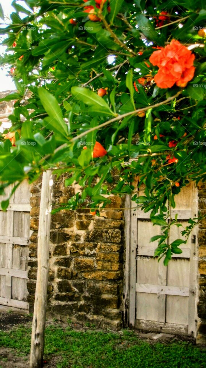Pomegranate bush at Spanish Mission