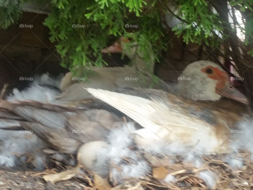 mother duck with eggs