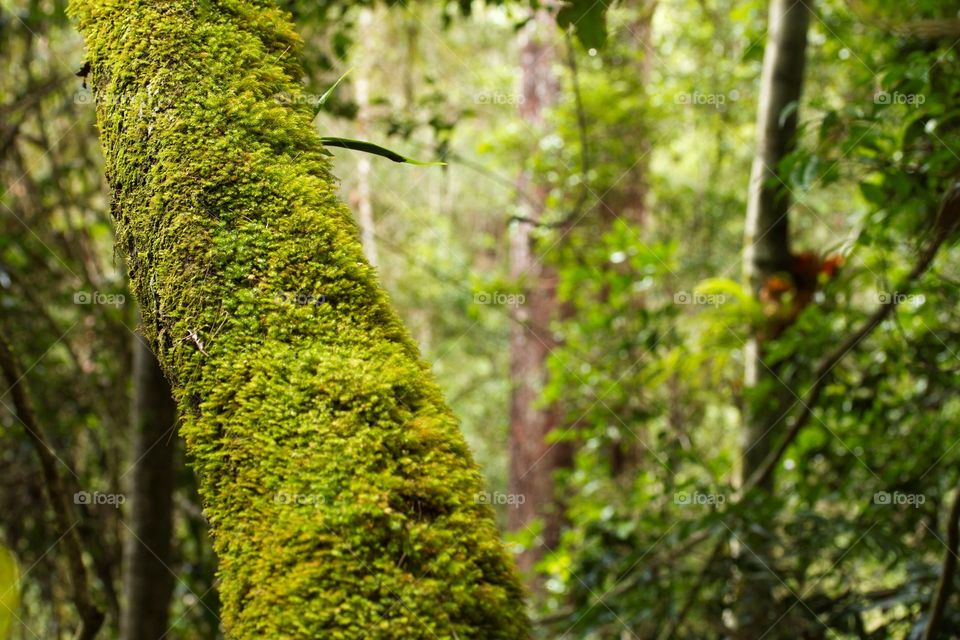 Close up mossy tree