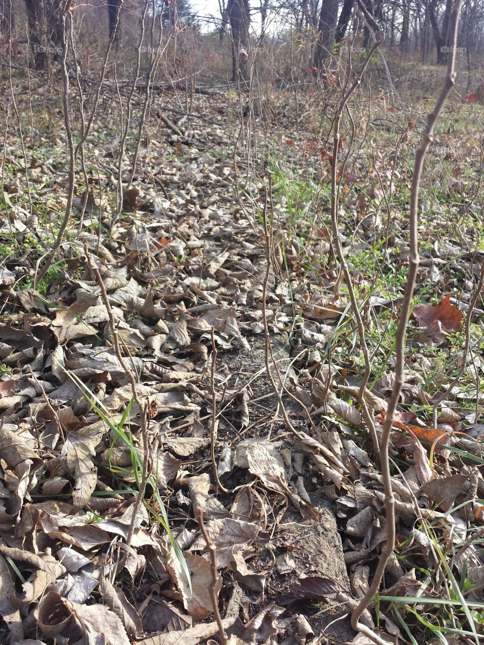 monkey mountain views