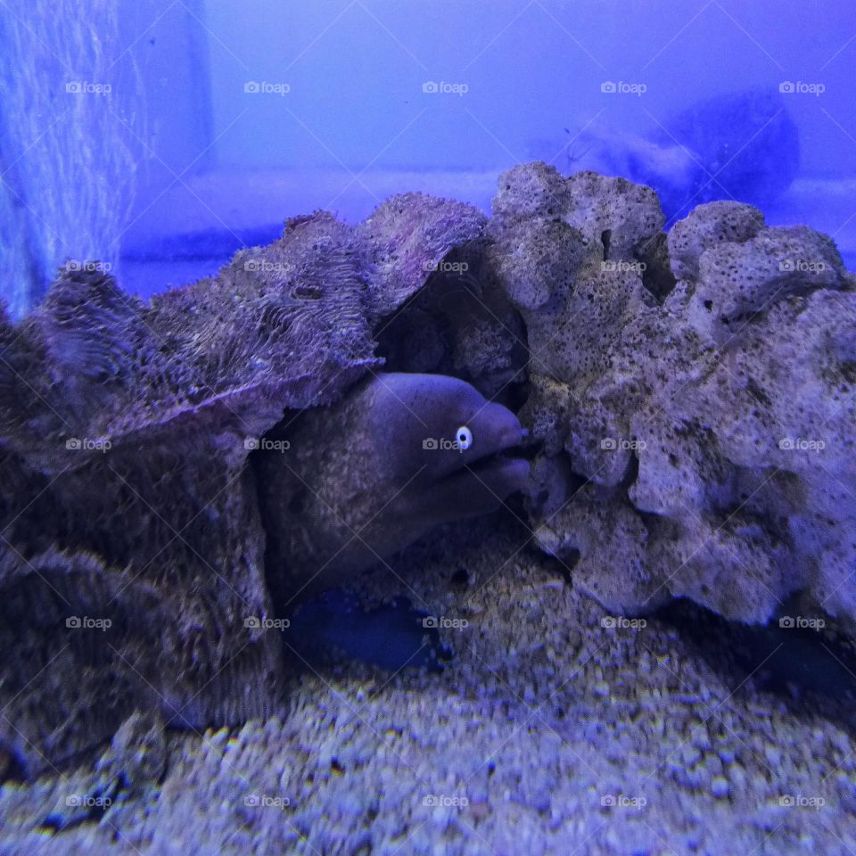 Fish in the aquarium is hiding under the rock