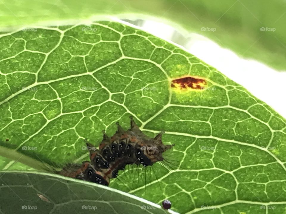 毛毛蟲在綠葉上