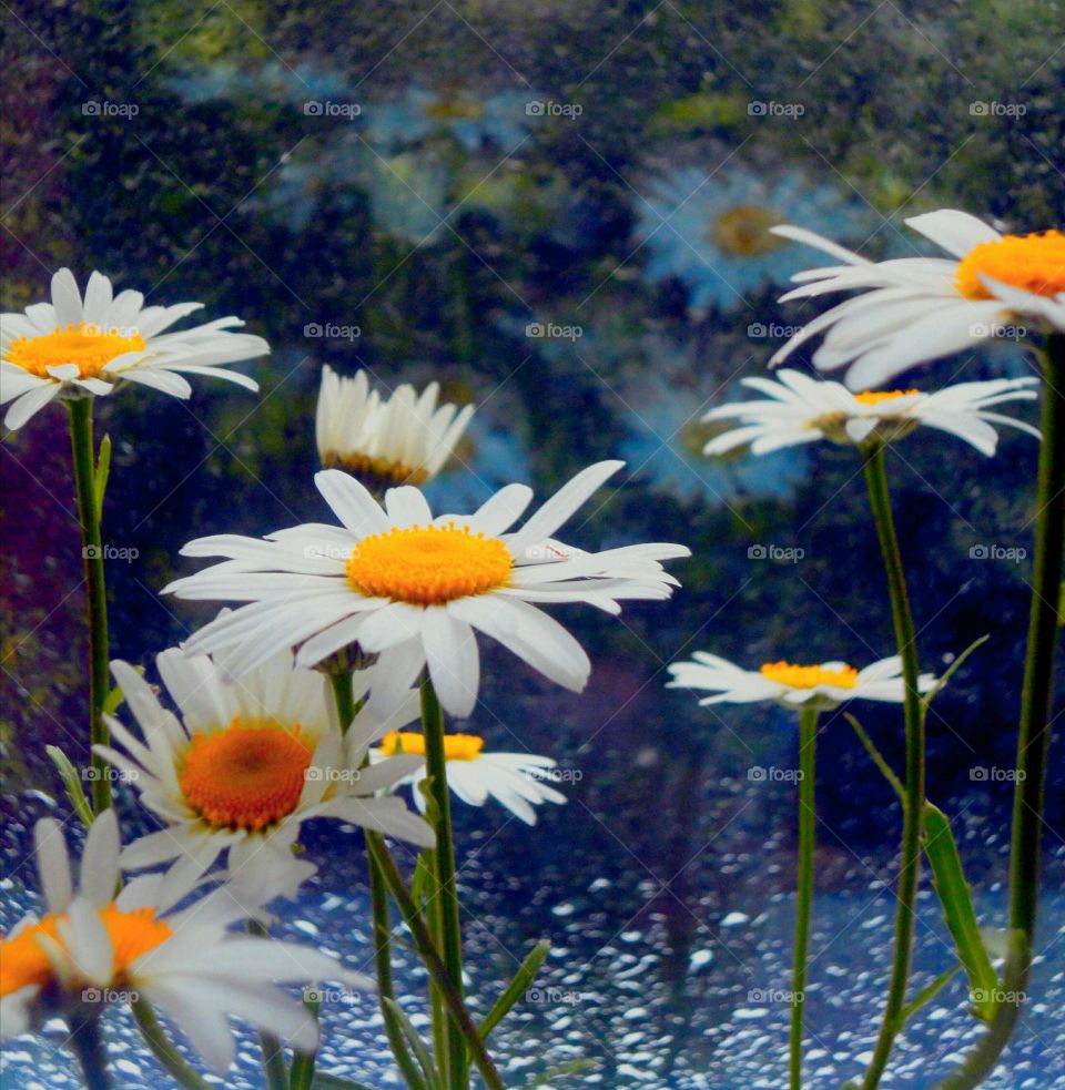 Close-up of flowers