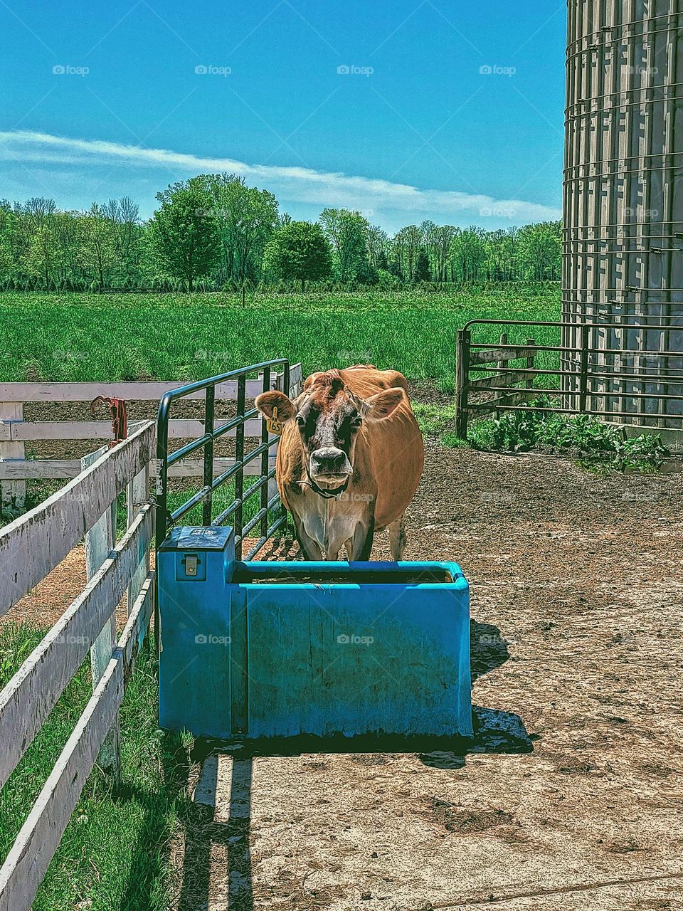 Cow at watering trough, cow looks up from feeding, cow looks at you, smartphone photography, mobile photography, colorful outside, cow on a farm, farm animals at a dairy farm, life on the farm, living in the country, animals of the countryside 