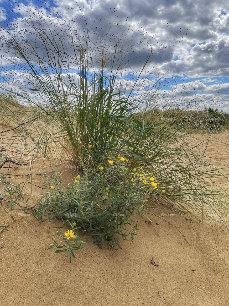 Desert plants 