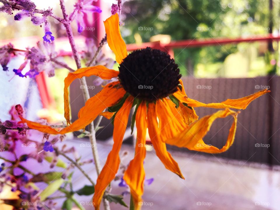 Bright dried flowers