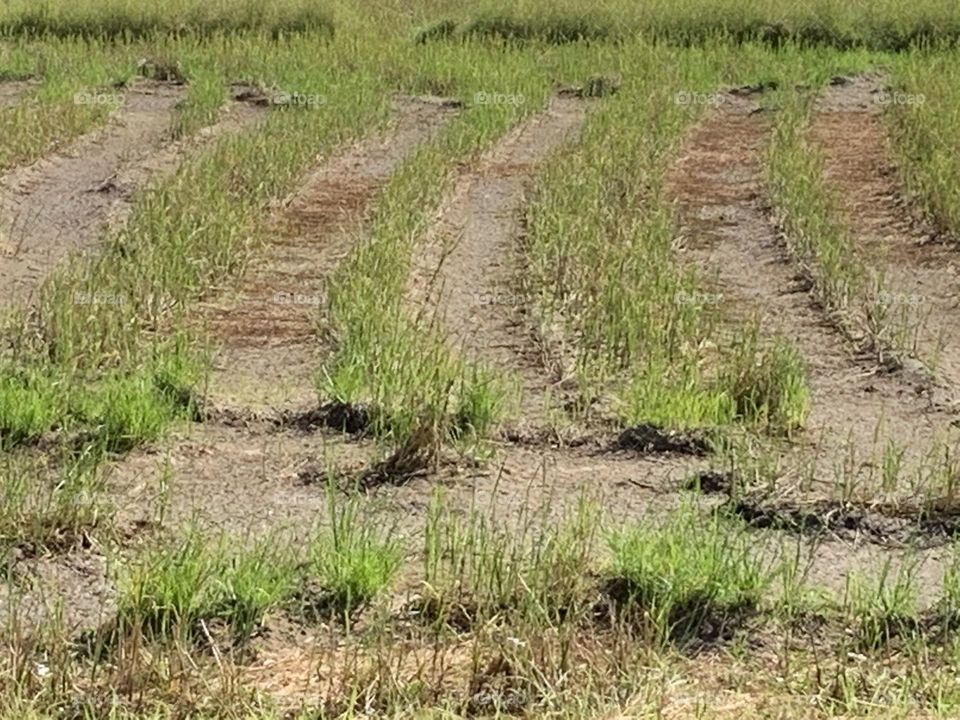 Best of 2021 : Nature , Countryside (Thailand)