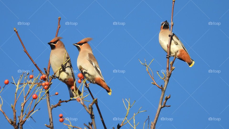 A group of Waxwings in a tree