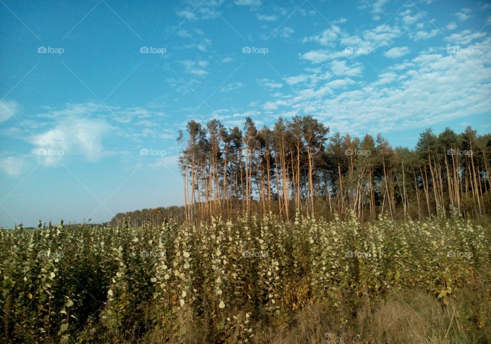 No Person, Nature, Landscape, Outdoors, Wood