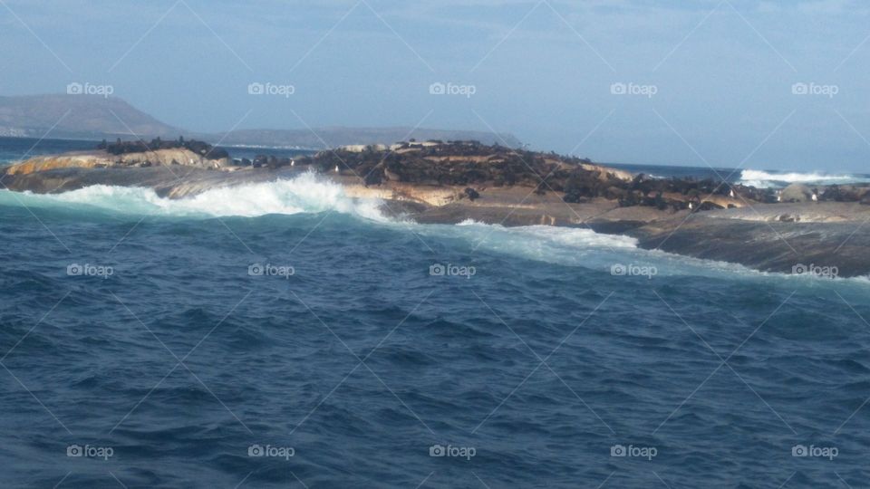Seal island
