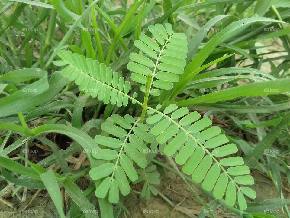 beautifull leaves in grassland green color for good healthy plant for mammals.Four groups of leaf.