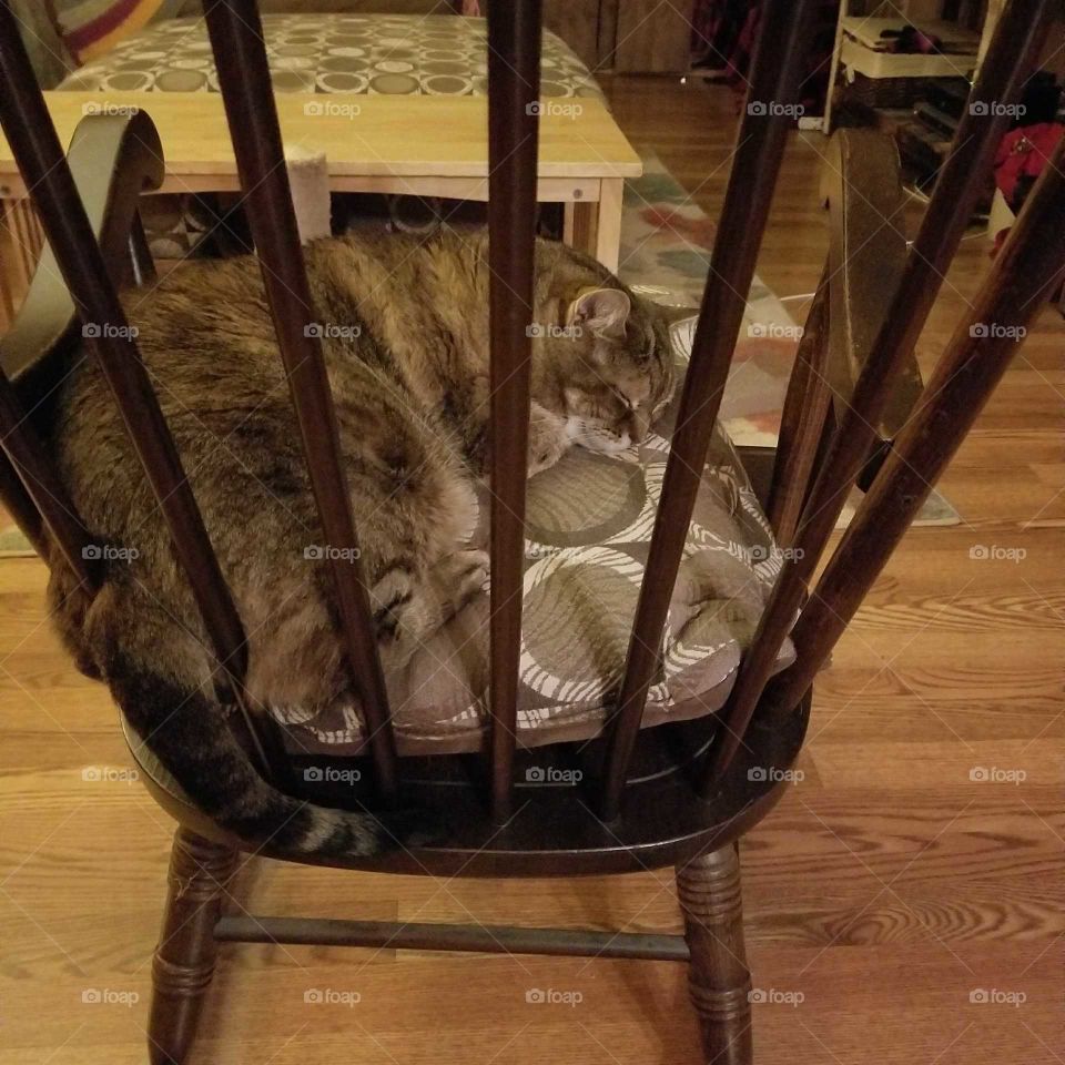 cat in rocking chair