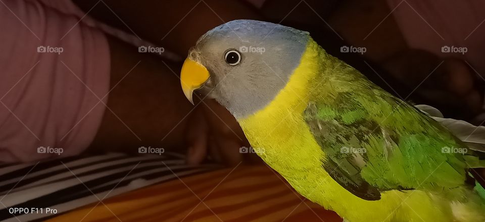 indian parrot