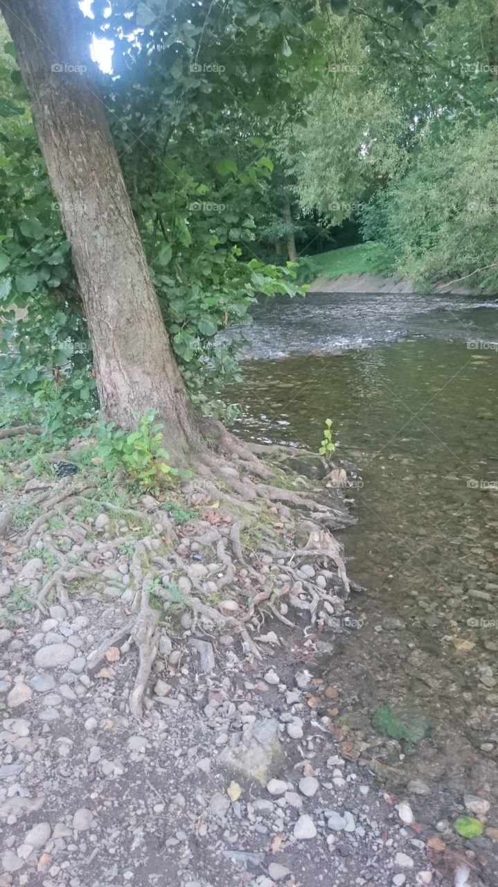 Nature, Water, Leaf, Flora, Tree