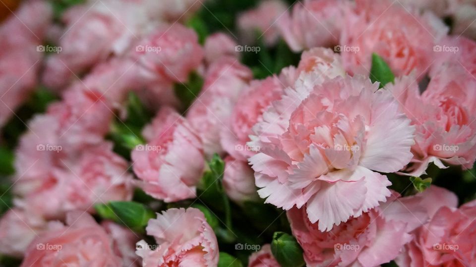 pink carnation