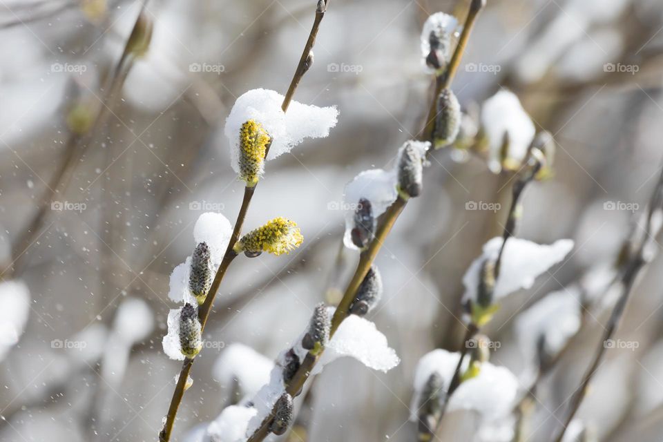 Catkins in the forest covered by fresh snow in early spring outdoors 