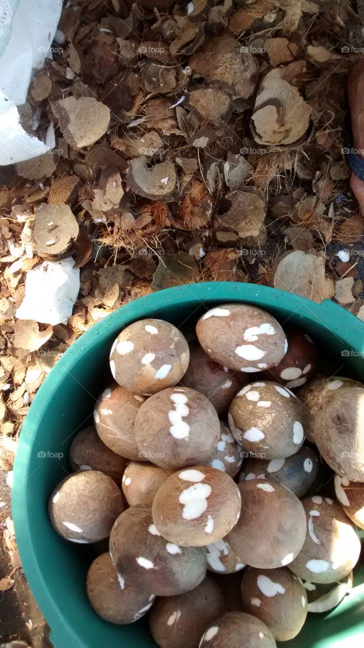 Castanhas de Côcos.