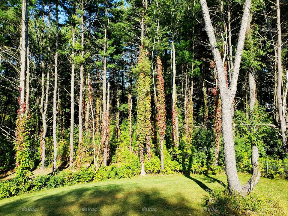 tree vines changing color in fall