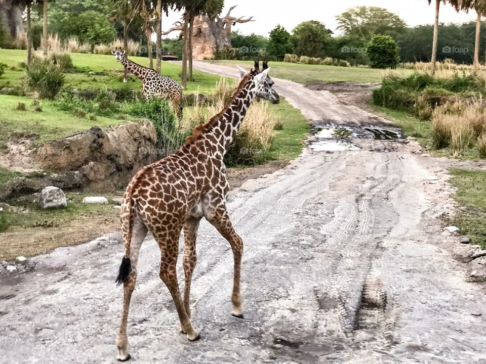Young giraffe wanders through the Animal Kingdom Park. 