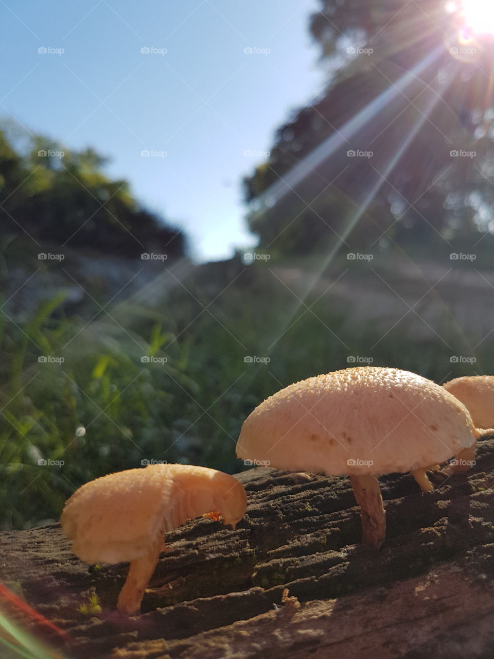Beautiful nature around you! Simples cogumelos crescendo em um tronco em decomposiçao, iluminados com a luz do sol pela manhã transformam a simples rua onde eu moro, em um lugar incrível!A natureza é bela e perfeita sempre!Só depende de nós saber ver