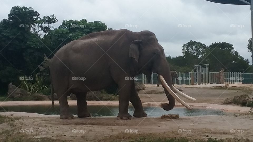 Large male Asian elephant snacking on grass