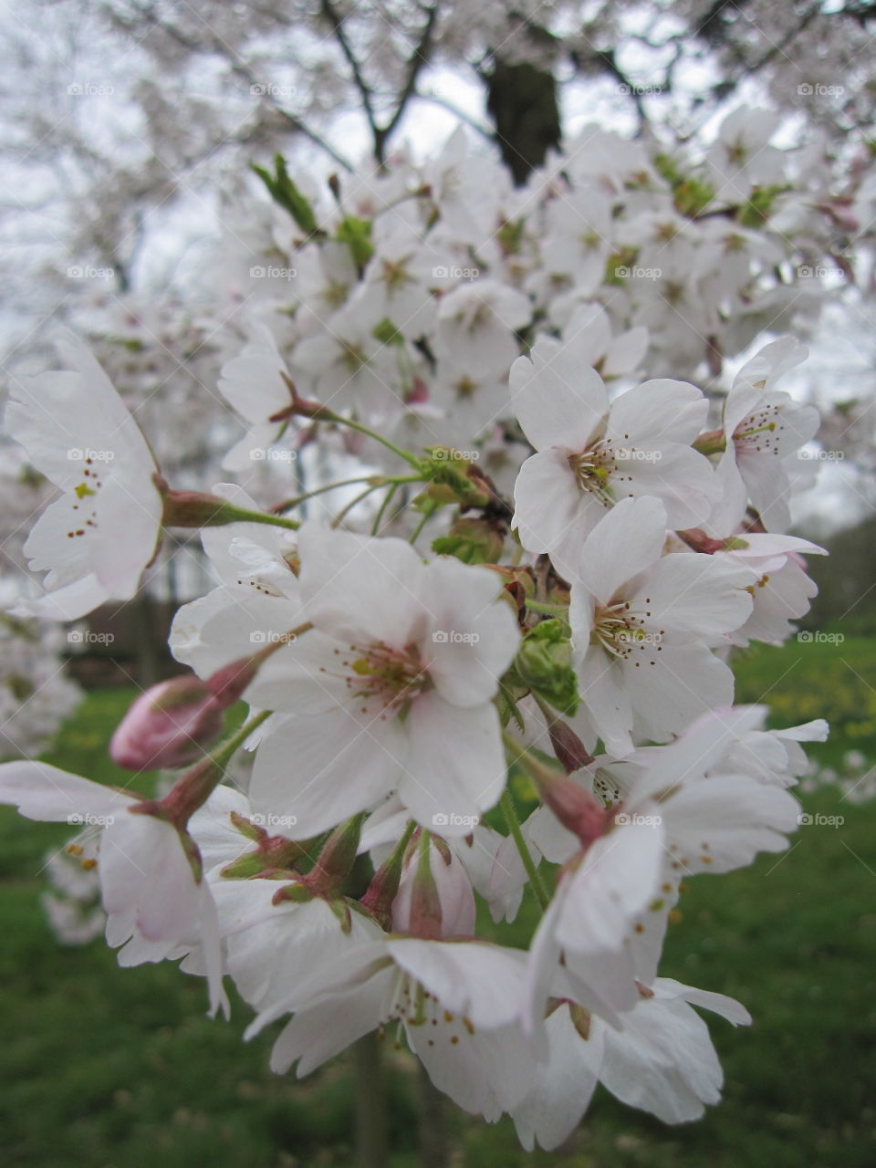 Flower, Cherry, Nature, Tree, Branch