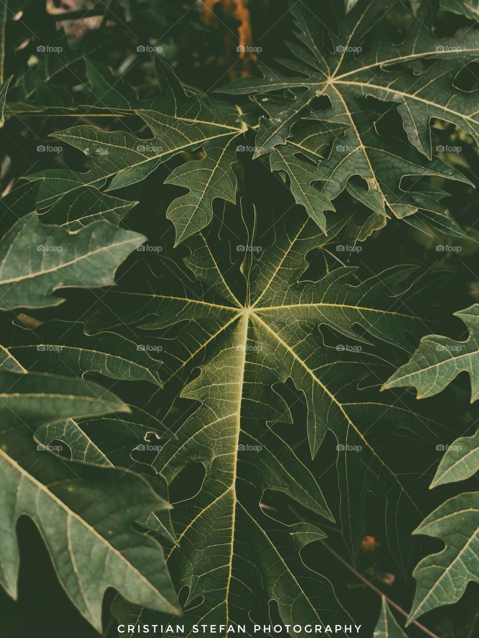 Leaves.