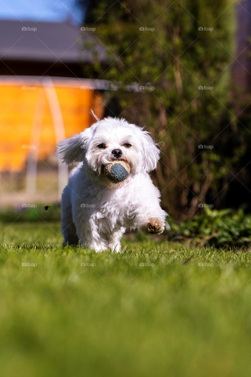 A portrait of a cute white boomer dog running around with its ball and playing in a garden.