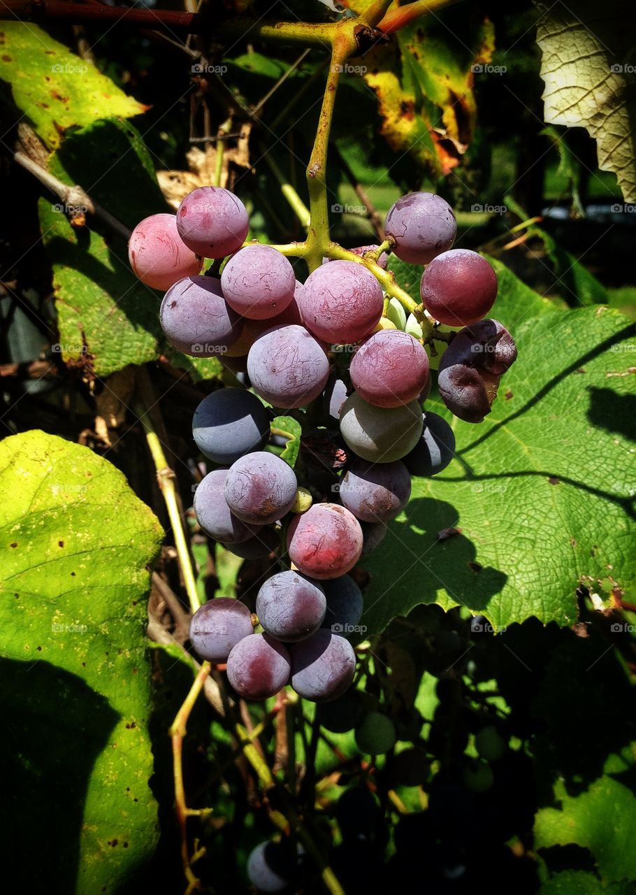 Grapes in the Summer