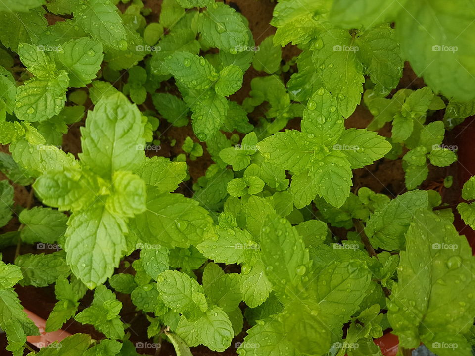 mint leaf