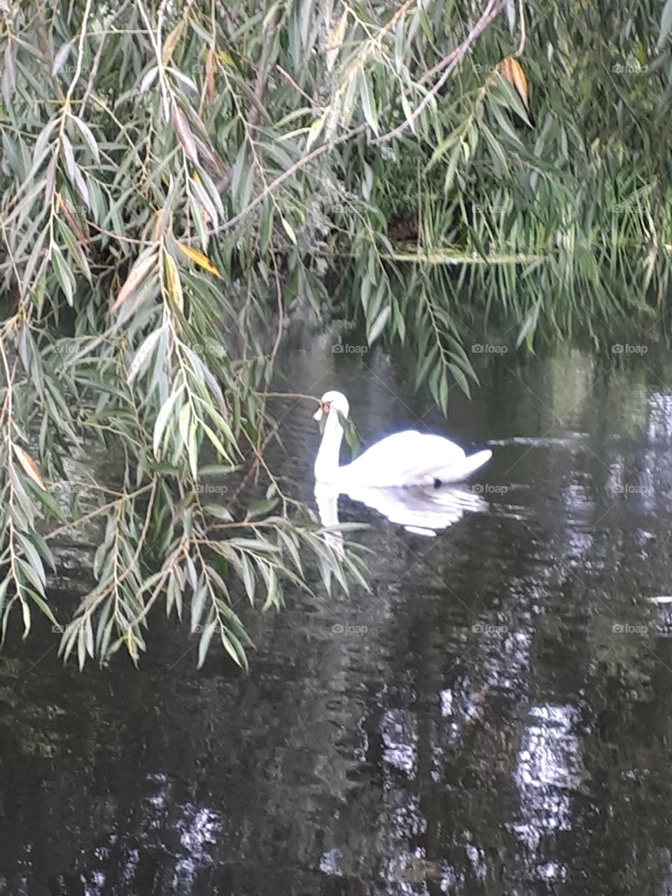 Swimming Past