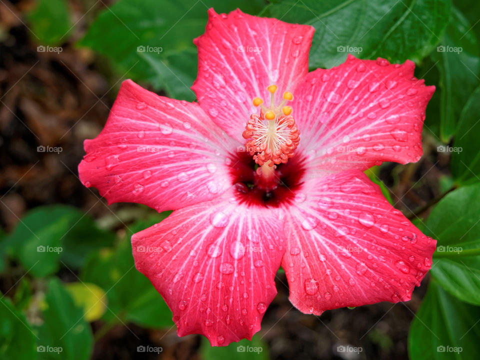 Blooming Pink Hibiscus. Blooming vibrant hot pink Hibiscus flower with yellow pollen in center