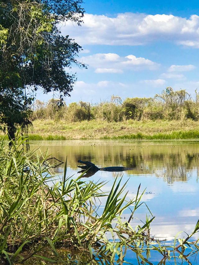 A huge alligator in the middle of the river