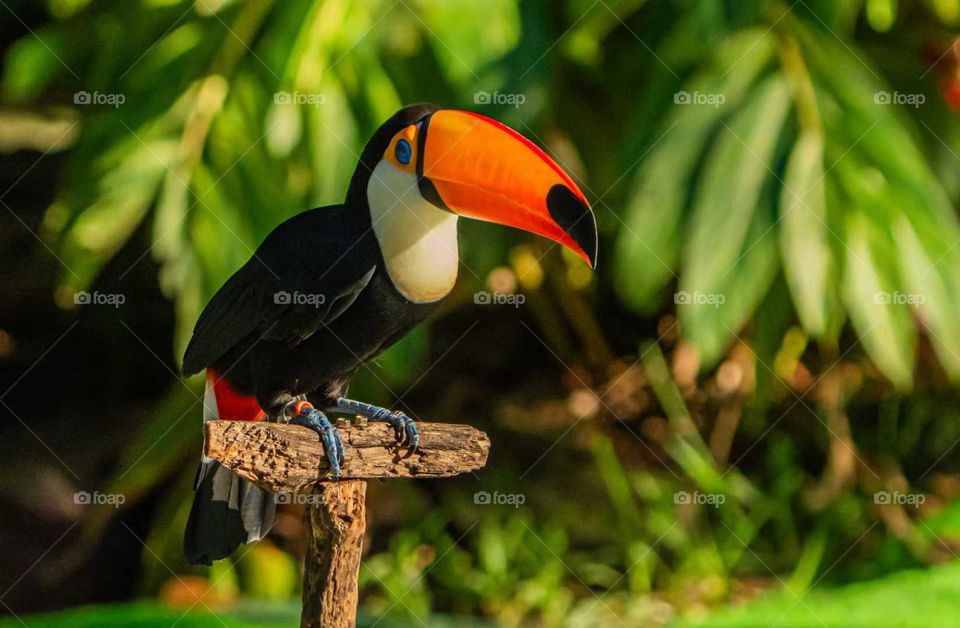 Colors in the Collision of Plant and Animal Spirits in Nature