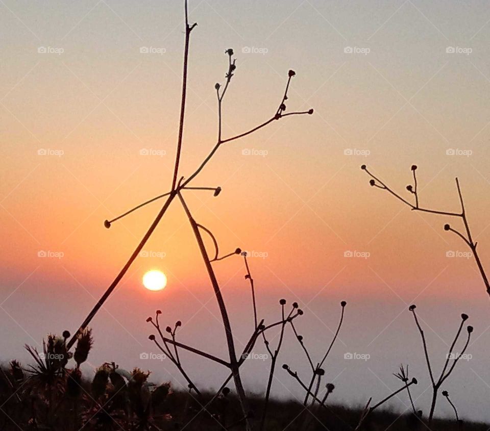 Light: natural vs artificial. the field's weeds also can be beautiful in sunset.