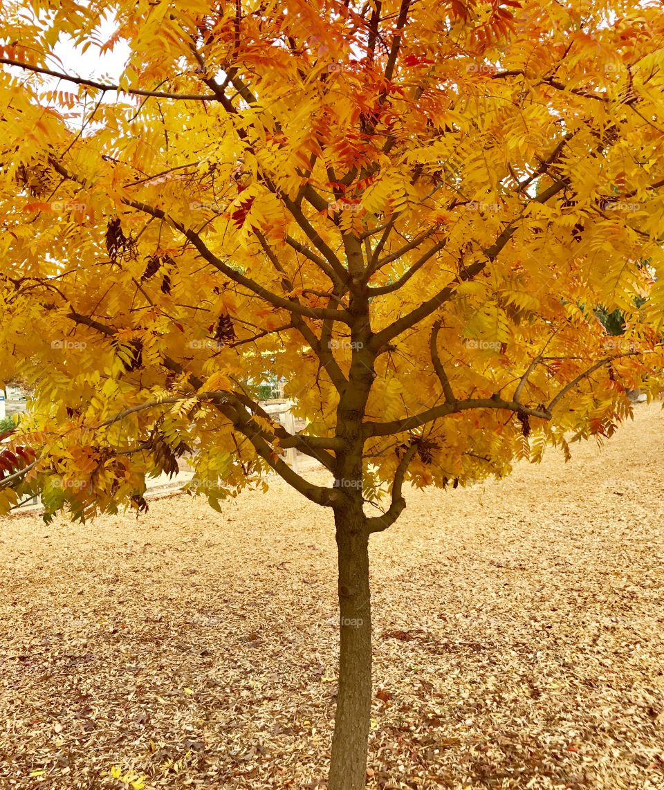 Bright yellow autumn trees in the park