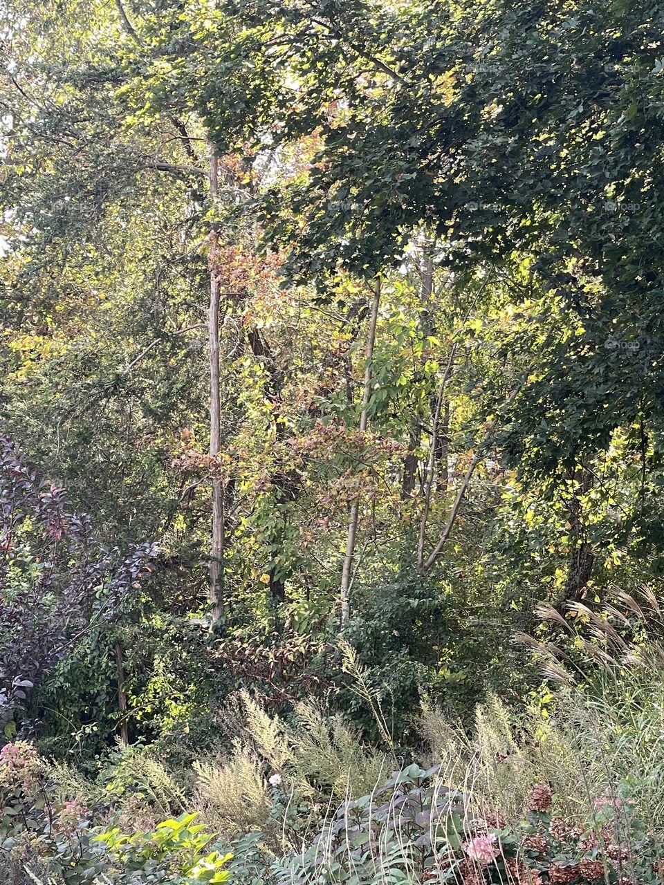 Colorful leaves on the trees 