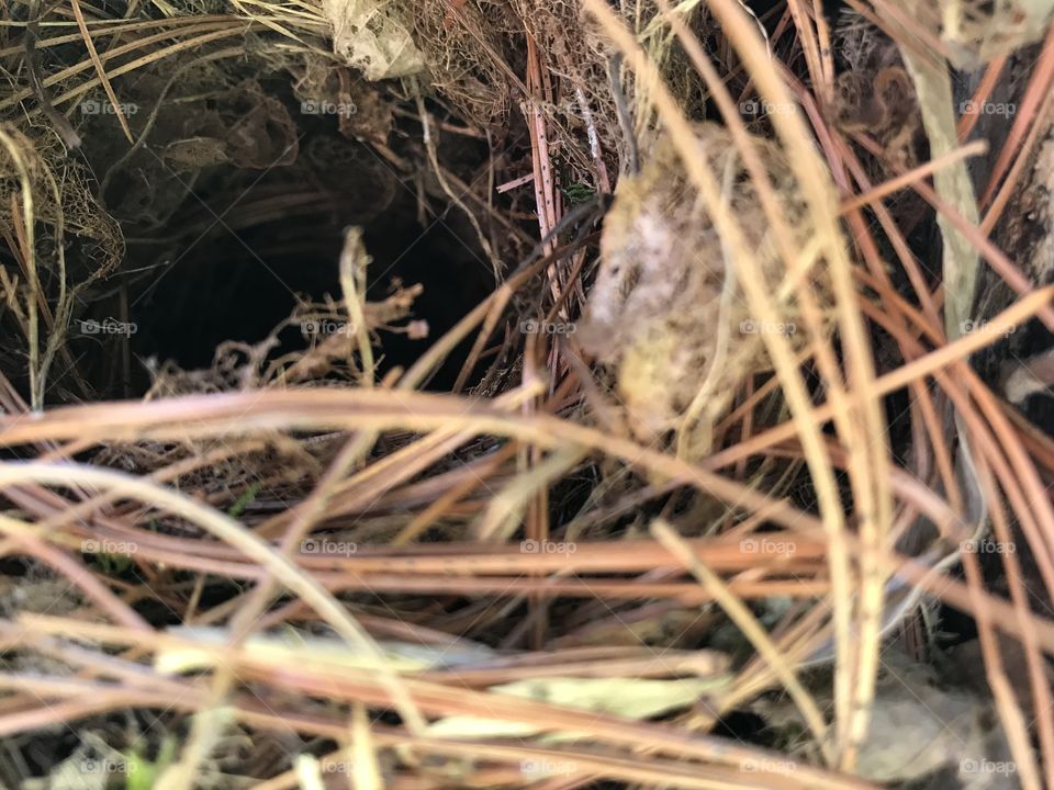 Nest